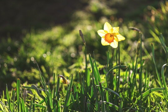 Single yellow narcissus among green buds in spring garden
