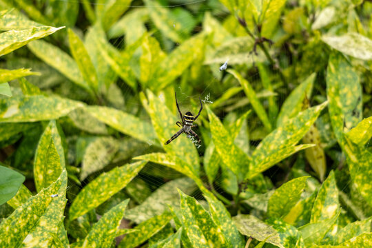 Argiope amoena spider in garden foliage, Takayama, Japan