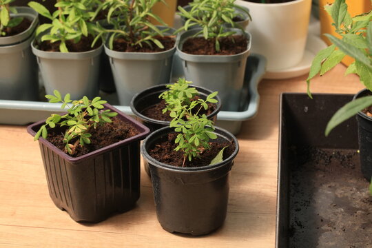 Potentilla seedlings with Kuril tea in cups on the windowsill