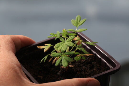 Potentilla seedlings with Kuril tea in cups on the windowsill
