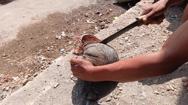 Hands of an Asian man peeling a dry coconut husk with a traditional knife or machete. Close up of local method to open a coconut on a concrete ground. Traditional labor and natural food process.