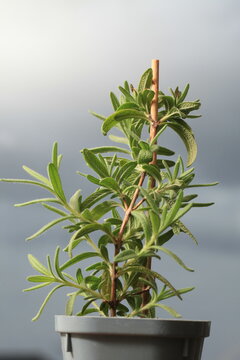 rosemary seedlings, young plant in a pot