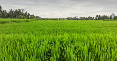 Naklejka premium Expansive vibrant green rice field showcasing the lush agricultural landscape of Bali, with tropical palm trees and distant traditional village buildings under a cloudy sky. Low angle drone flight
