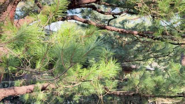 Close Up View of Pine Tree Branches in Kenrokuen Garden Kanazawa