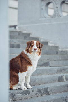 Australian Shepherd Aussie dog sitting on grey stone stairs in the city. Purebred red and white dog looking attentively at the camera against architectural details