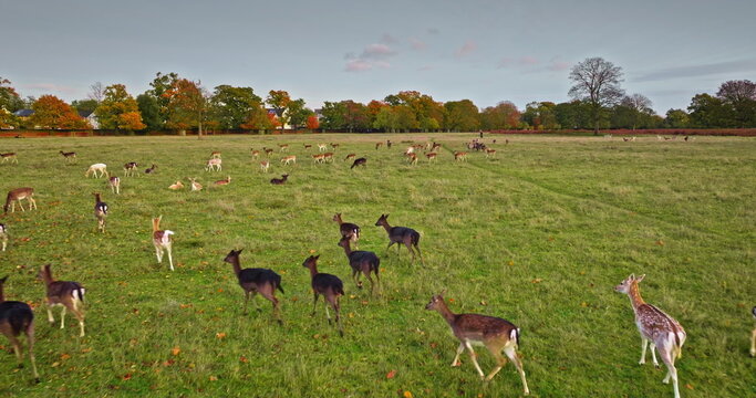 Large group of fallow deer running and grazing on green field park, during a colorful autumn sunset, creating a peaceful and natural scene. Wild animals nature landscape. Aerial drone