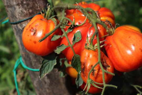 Red tomatoes on plant in the vegetable garden affected by Anthracnose rot. tomato plants with fungal disease on summer