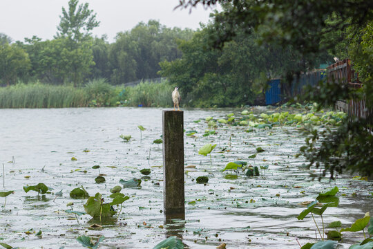 Black crowned night heron standing on a concrete post in a scenic lotus pond during a light rainfall surrounded by lush green trees in a wetland park.