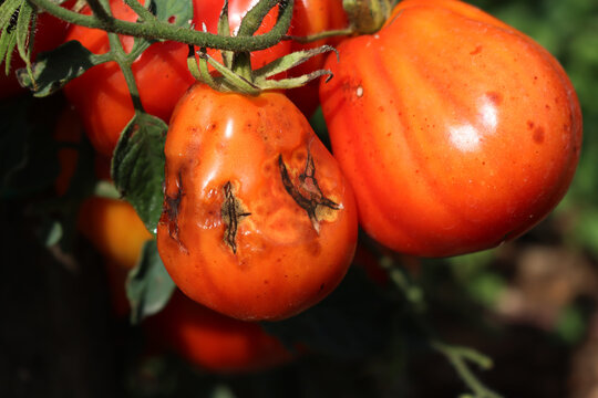 Red tomatoes on plant in the vegetable garden affected by Anthracnose rot. tomato plants with fungal disease on summer