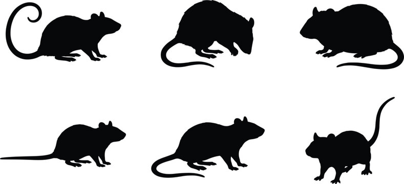 Rat silhouette collection with various poses black rodent shapes isolated minimal animal vector icon set