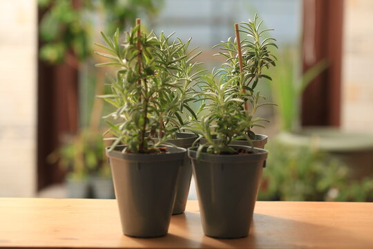 rosemary seedlings, young plant in a pot