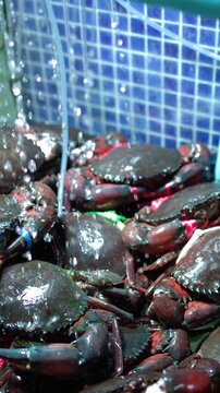 Live Mud Crabs with Tied Claws in a Seafood Market Tank
