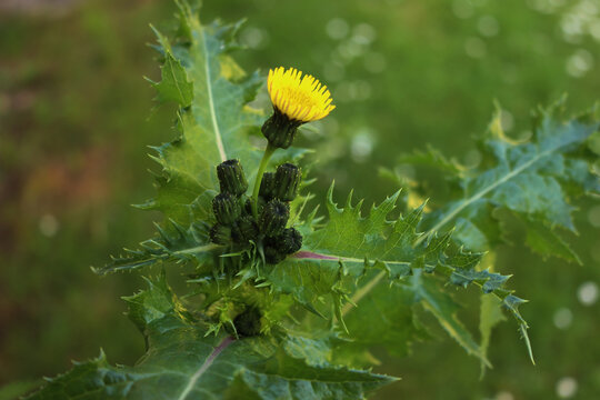 Close-up of common sow thistle yellow flower in the meadow on springtime. Sonchus oleraceus 