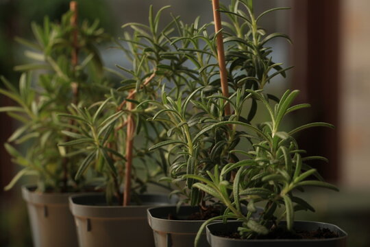 rosemary seedlings, young plant in a pot