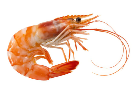A single fresh raw king prawn with orange and white shell isolated on a plain white background