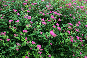 Fototapeta premium Pink japanese Spirea or Spiraea flower in the garden on springtime. Spirea japonica 