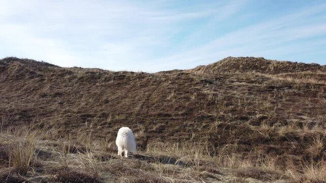 White purebred Samoyed dog standing on grassy coastal dunes by the seaside, fluffy fur glowing in natural light