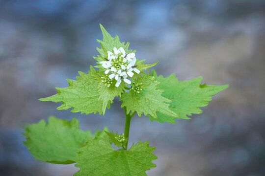 a close up photograph of the flowers on a garlic mustard plant, Alliaria petiolata, and is also known by the nickname Jack by the hedge.