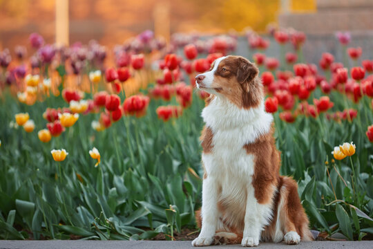 A beautiful red-haired Australian Shepherd sits against a backdrop of vibrant red and yellow tulips in a spring garden. The dog poses calmly in profile, creating a joyful mood.