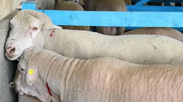 Sheep in the sheep pen on the farm