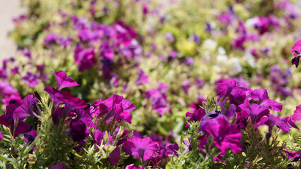 Obraz premium Close-up of Vibrant Purple Petunia Flowers Blooming in a Sunny Garden