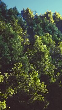 Rich and vibrant trees fill the landscape, their green leaves shimmering in the sunlight. The scene captures a peaceful moment in nature, perfect for reflection and inspiration.