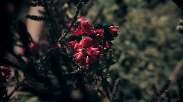Red abstract coloring heather plant close up slow motion stock footage