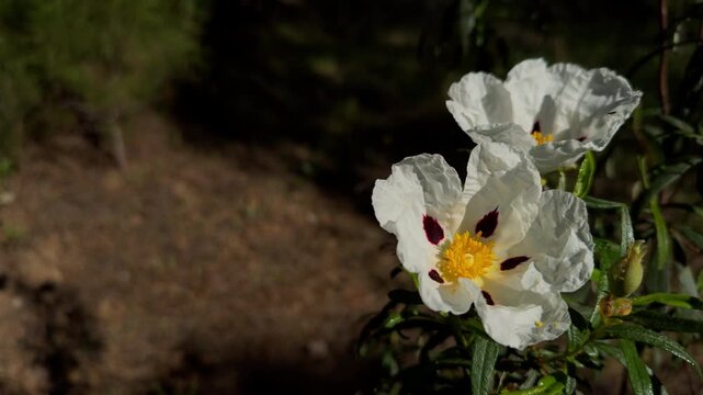 Two Delicate White Wildflowers in Quiet Morning Light