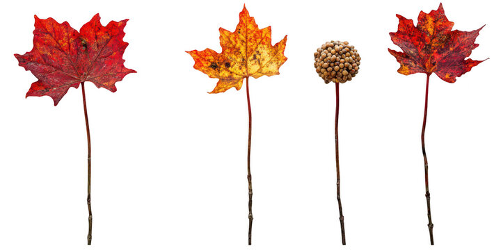 Set of three vibrant autumn maple leaves and one seed pod on stems png transparent