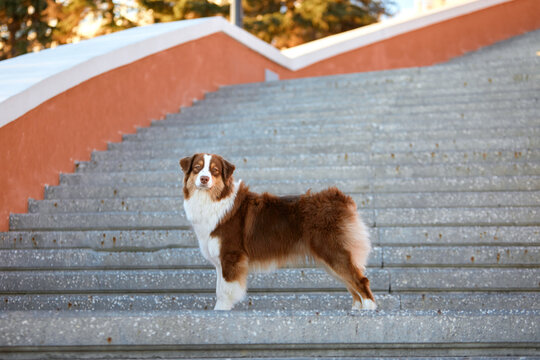 A red-haired Australian Shepherd stands on the steps of a wide city staircase. The purebred dog, standing in a typical stance, stares intently at the camera against the backdrop of an orange parapet.