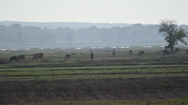 The rice fields are next to the reservoir. During the dry season, when the water level drops, the villagers will bring their herds of buffalo down to graze.