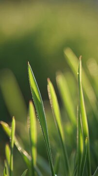 Tall grass blades sway gently in warm sunlight, captured in macro detail with soft bokeh, creating a serene natural scene ideal for wellness campaigns, sustainability branding, or nature visuals