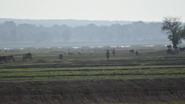 The rice fields are next to the reservoir. During the dry season, when the water level drops, the villagers will bring their herds of buffalo down to graze.