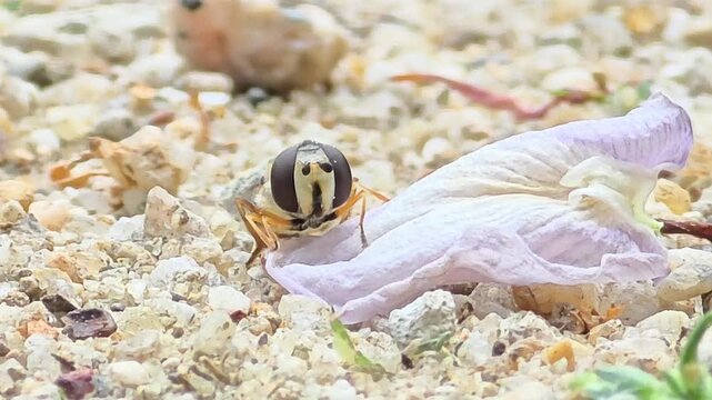 

Front view of a Hoverfly resting on a fallen purple petal on sandy ground


