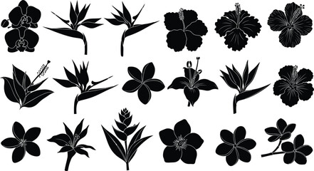 Collection of black silhouette tropical flowers and plants on white background, orchid hibiscus bird of paradise © hr graphics