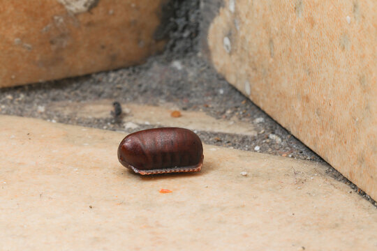 Oriental cockroach ootheca egg capsule on floor