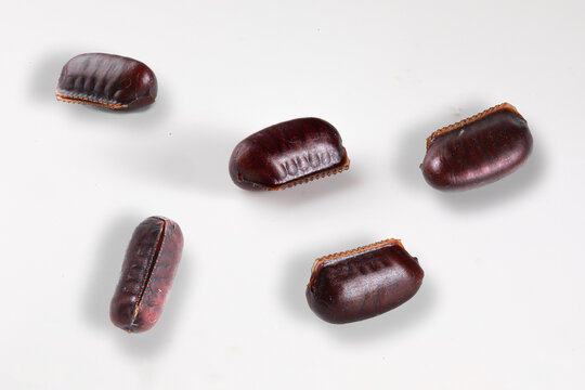 Cockroach ootheca showing insect eggs and infestation concept