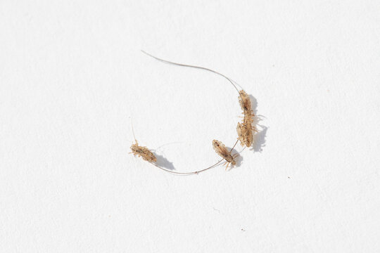 Head lice parasites living on human hair strand