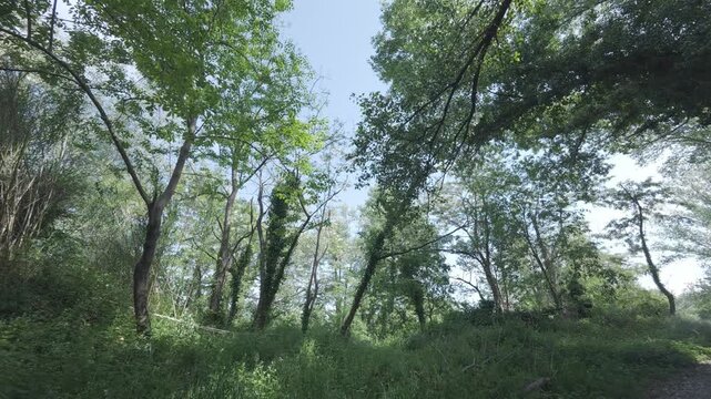 Tree leaves moving gently in the wind in a calm natural setting