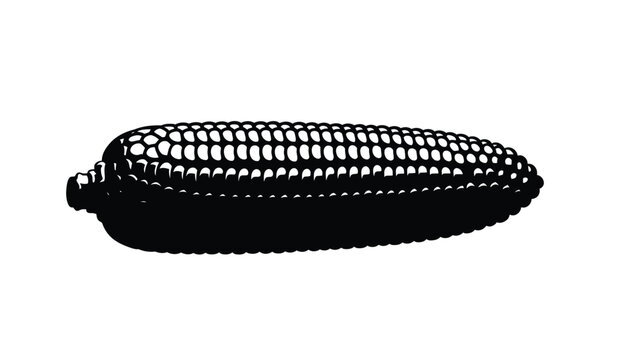 A strikingly detailed black and white illustration depicts a single ear of corn showcasing its textured kernels and husk silhouette high quality professional modern