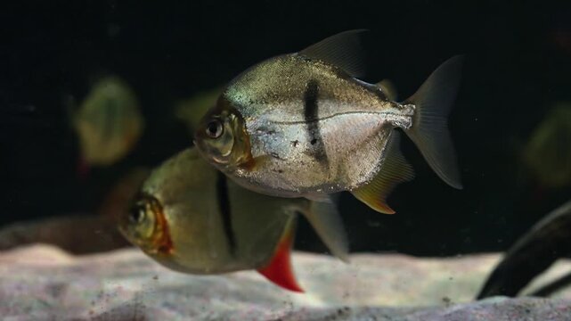 Piranhas swim calmly in water waiting for food with close views of sharp teeth and reflective skin captured in slow motion