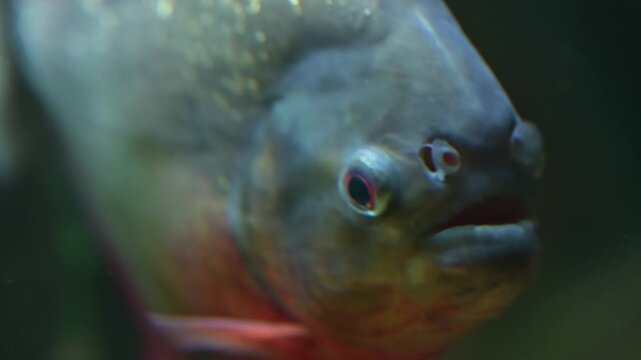 Close up of piranhas moving slowly with visible teeth and shimmering scales filmed in slow motion underwater scene