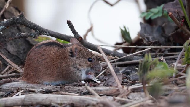 Bank vole eating sunflower seed on forest floor