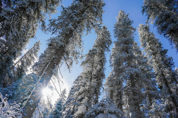 Fototapeta premium snow covered trees