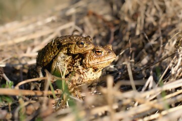 Obraz premium Couple of common toads (Bufo bufo) mating