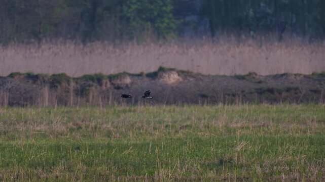 Northern lapwing flies over lake catching insects in flight with crest visible recorded in slow motion during early morning light