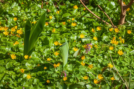 Gelbe Winterlinge, Kleiner Winterling (Eranthis hyemalis), close-up, Deutschland, Europa