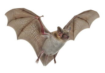 Obraz premium A flying bat with detailed wings and highlighted sensory spots on its head isolated on white background