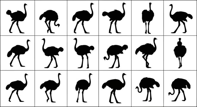 Collection of black ostrich silhouettes in various poses on white background showcasing different movements and behaviors