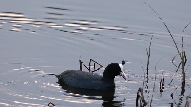 Black coot bird feeding in shallow pond water